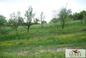 casa-de-vanzare-cu-47880-mp-teren-in-vintu-de-jos-mereteu-3