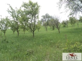 casa-de-vanzare-cu-47880-mp-teren-in-vintu-de-jos-mereteu-11