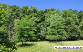 vand-teren-1357-mp-extravilan-pietrosani-domnesti-arges-4