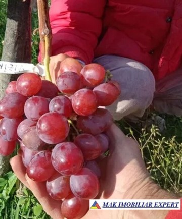 teren-munte-ieftin-4-ha-extravilan-in-nucsoara-arges-8