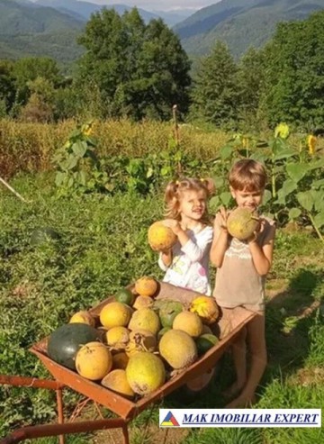 teren-munte-ieftin-4-ha-extravilan-in-nucsoara-arges-6