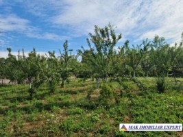 teren-7800-mp-intraextravilan-costesti-valsan-musatesti-ag-4