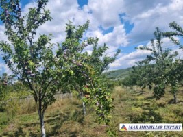 teren-7800-mp-intraextravilan-costesti-valsan-musatesti-ag-5