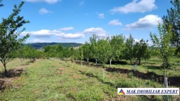 teren-7800-mp-intraextravilan-costesti-valsan-musatesti-ag-9