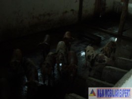 ferma-grajduri-58-ha-apa-sarata-campulung-muscel-arges-11