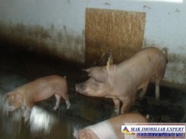 ferma-grajduri-58-ha-apa-sarata-campulung-muscel-arges-14