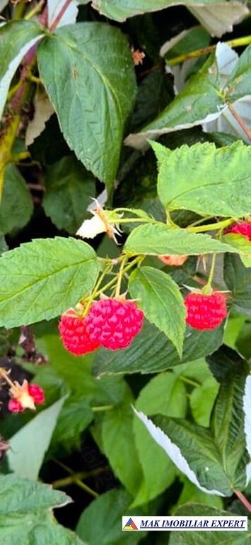 vand-cabana-6-camere-5-bai-teren-1678-mp-in-rucar-arges-7