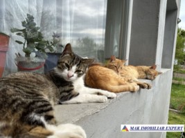 vand-casa-4-camere-teren-2500-mp-in-mihaesti-arges-2