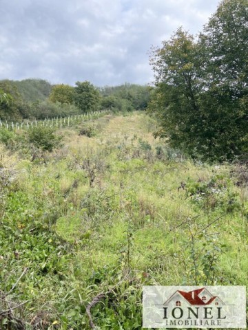 casa-de-vanzare-in-bucerdea-vinoasa-15