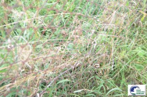 teren-intravilan-situat-in-bustenivalea-alba-1