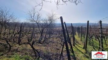 teren-intravilan-in-viile-satu-mare-23000-euro-0