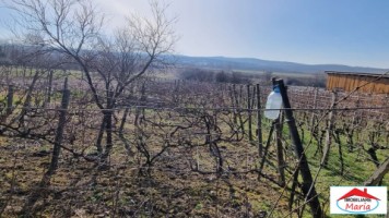 teren-intravilan-in-viile-satu-mare-23000-euro-4