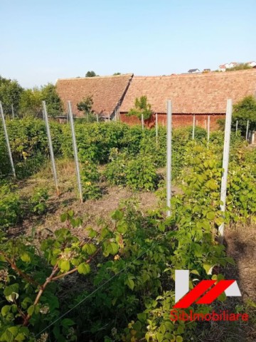 casa-saseasca-cu-teren-2000-mp-cu-dublu-acces-de-vanzare-in-hamba-28