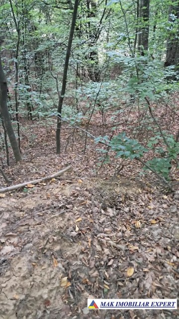 vand-padure-6500-mp-intre-corbi-si-bradulet-arges-0