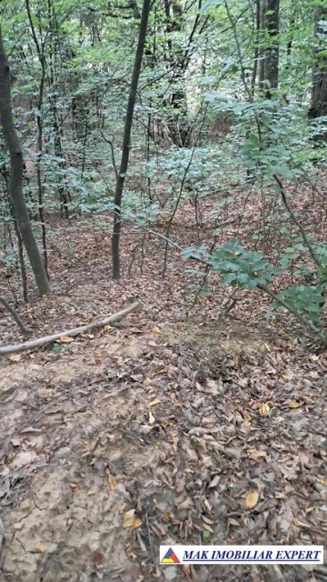 vand-padure-6500-mp-intre-corbi-si-bradulet-arges-4