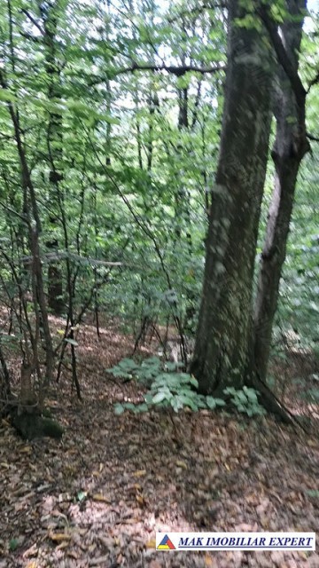 vand-padure-6500-mp-intre-corbi-si-bradulet-arges-5