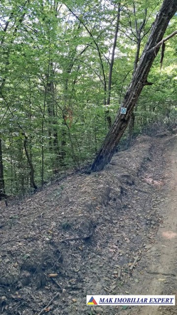 vand-padure-6500-mp-intre-corbi-si-bradulet-arges-7