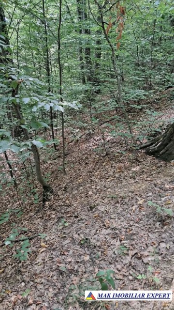 vand-padure-6500-mp-intre-corbi-si-bradulet-arges-8