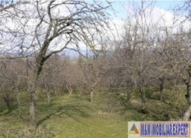 teren-intrav-1-ha-casa-la-rosu-bilcesti-valea-mare-pravat-ag-26