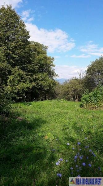 teren-intrav-1-ha-casa-la-rosu-bilcesti-valea-mare-pravat-ag-24