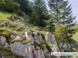 teren-1000-mp-faneata-ciocanu-dambovicioara-arges-32