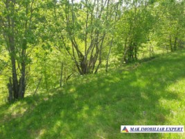 teren-1000-mp-faneata-ciocanu-dambovicioara-arges-29