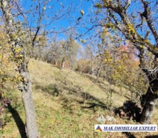 vand-teren-2300-mp-intravilan-in-nucsoara-arges-12
