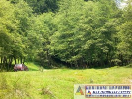 de-vanzare-teren-5000-mp-in-albestii-de-muscel-arges-2