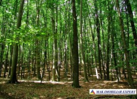 vand-padure-81-ha-balilesti-arges-0