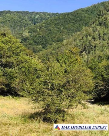 padure-260-ha-pe-valea-oltului-in-balota-racovita-valcea-7