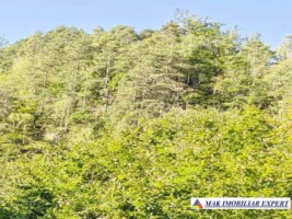 padure-260-ha-pe-valea-oltului-in-balota-racovita-valcea-6