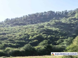 padure-260-ha-pe-valea-oltului-in-balota-racovita-valcea-4