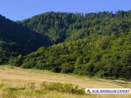 padure-260-ha-pe-valea-oltului-in-balota-racovita-valcea-3