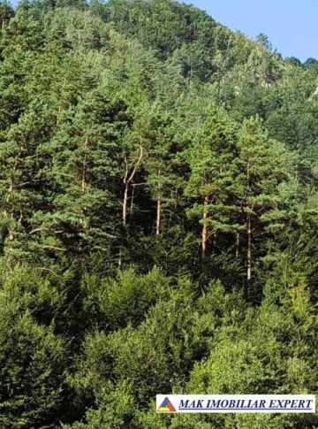 padure-260-ha-pe-valea-oltului-in-balota-racovita-valcea-8