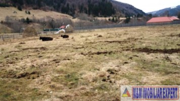 teren-intraextravilan-2000-mp-de-vanzare-rucar-satic-arges-3