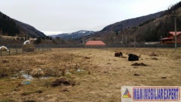 teren-intraextravilan-2000-mp-de-vanzare-rucar-satic-arges-6