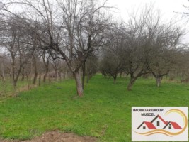 vanzare-casa-in-comberevoiesti-impreuna-cu-magazin-intr-o-zona-linistita-la-pretul-de-49000-de-euro-negociabil-cu-suprafata-teren-de-3746-mp-9