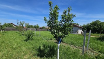 dumbrava-1219-mp-teren-ideal-casa-asfalt-utilitati-4