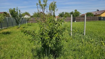 dumbrava-1219-mp-teren-ideal-casa-asfalt-utilitati-8