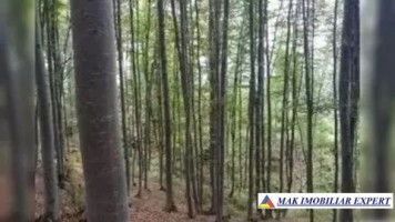 padure-55-ha-si-teren-3-ha-25-ha-in-aninoasa-arges