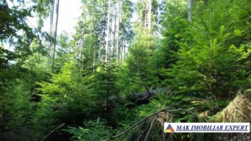vand-padure-95-ha-conifere-in-damuc-neamt-2