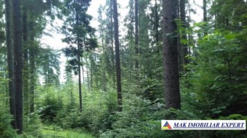 vand-padure-95-ha-conifere-in-damuc-neamt-5