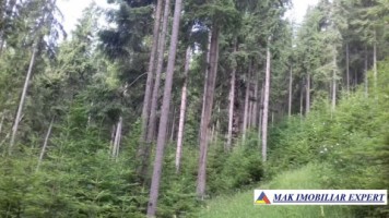 vand-padure-95-ha-conifere-in-damuc-neamt-15