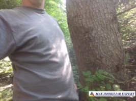vand-padure-95-ha-conifere-in-damuc-neamt-18