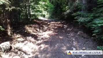 vand-padure-95-ha-conifere-in-damuc-neamt-26